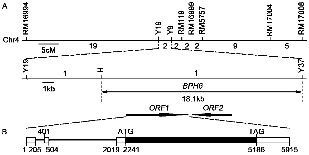 Rice brown planthopper resistance gene bph6 and its closely linked molecular markers