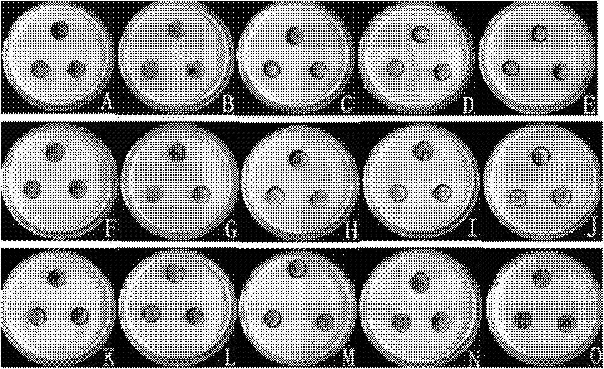 Method for biologically preventing and controlling leaf mold of tomatoes