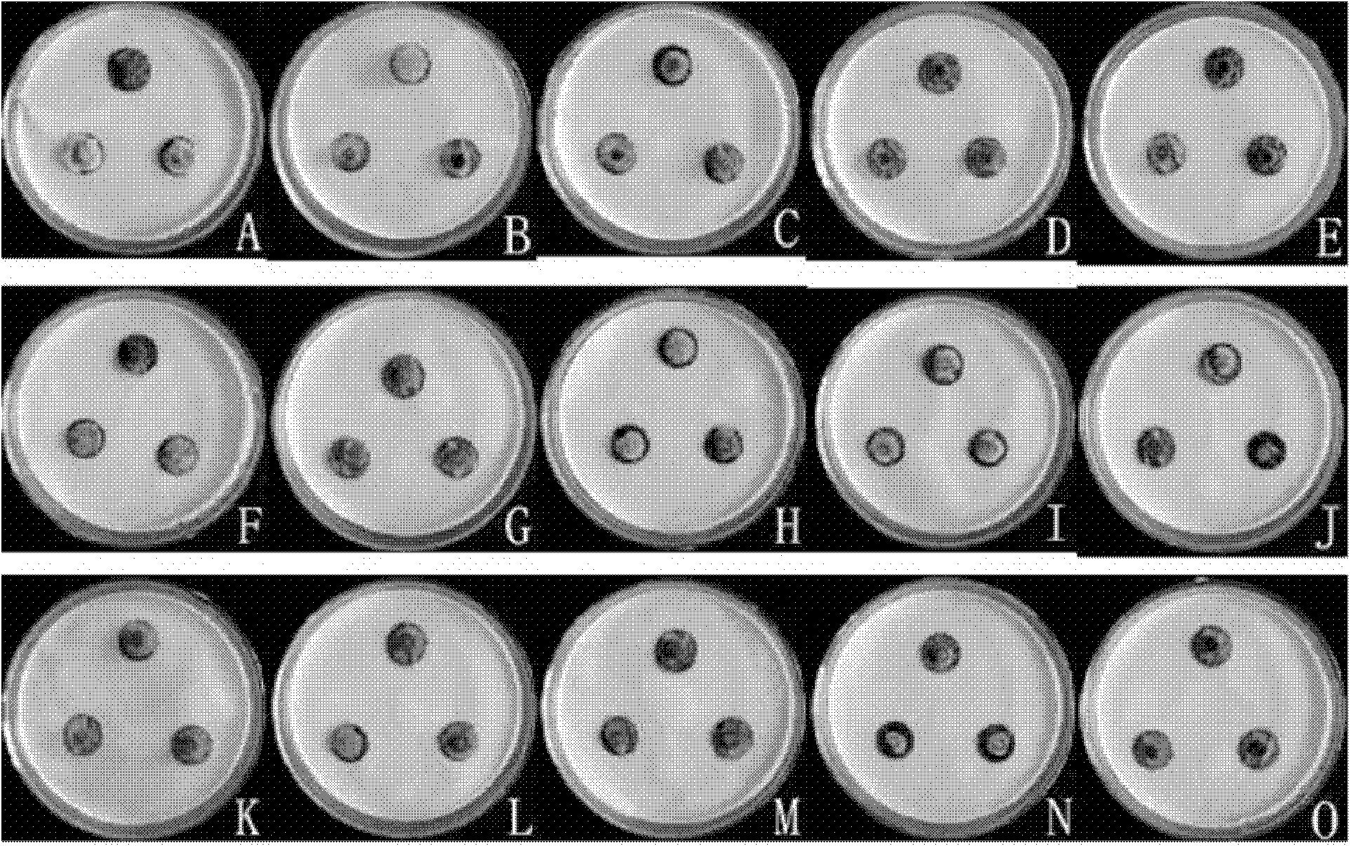 Method for biologically preventing and controlling leaf mold of tomatoes