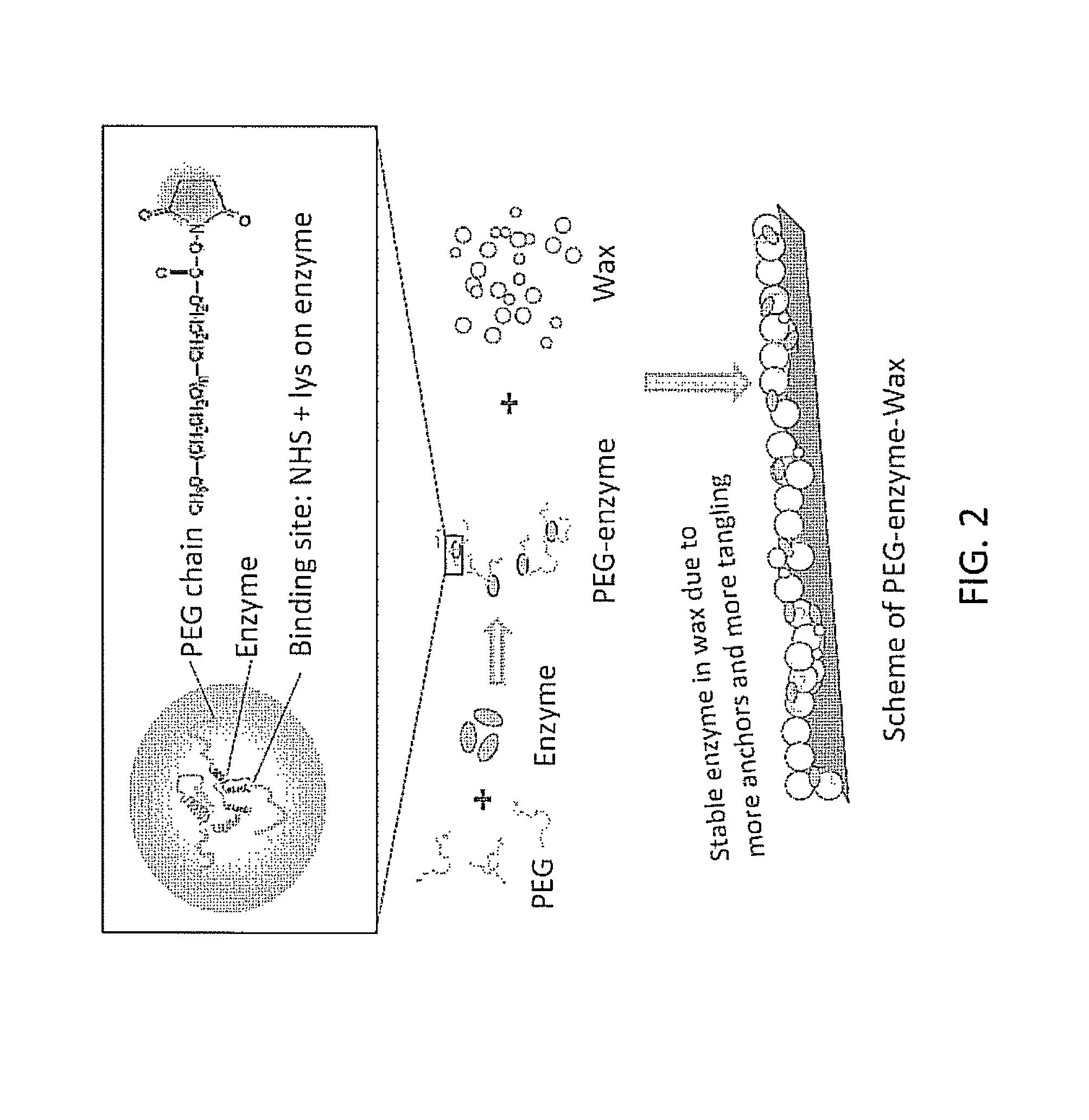 Coatings containing polymer modified enzyme for stable self-cleaning of organic stains