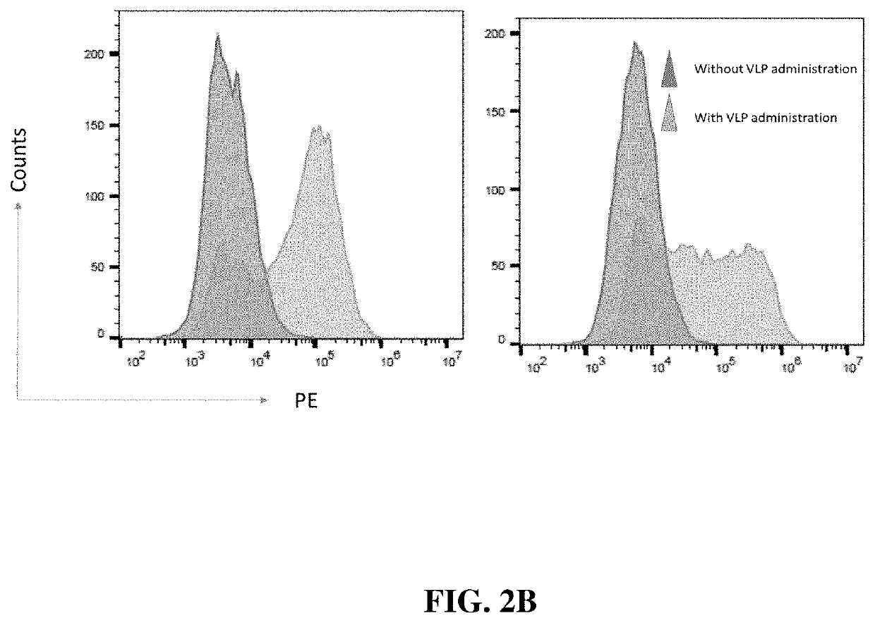 Conjugated virus-like particles and uses thereof as Anti-tumor immune redirectors