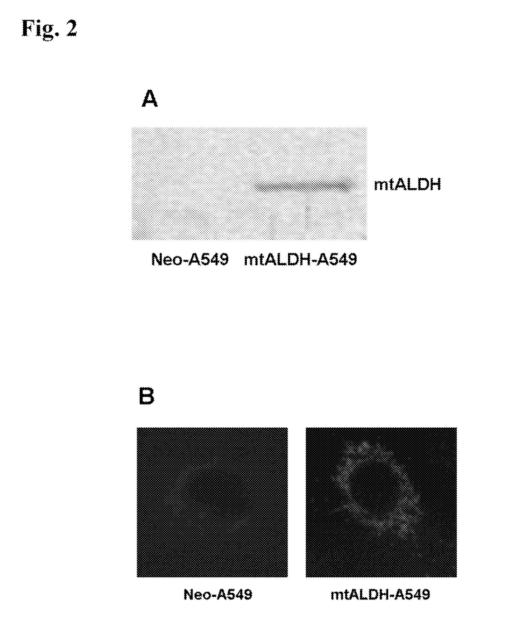 Attenuation of hyperoxia-induced cell death with mitochondrial aldehyde dehydrogenase