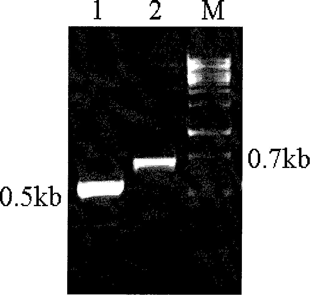 Method for producing glutathione by use of metabolic engineering bacteria