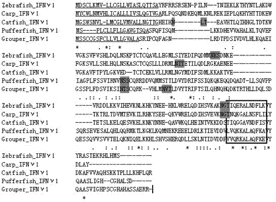 Epinephelus coioides interferon IFNgamma1 and preparation method and application thereof