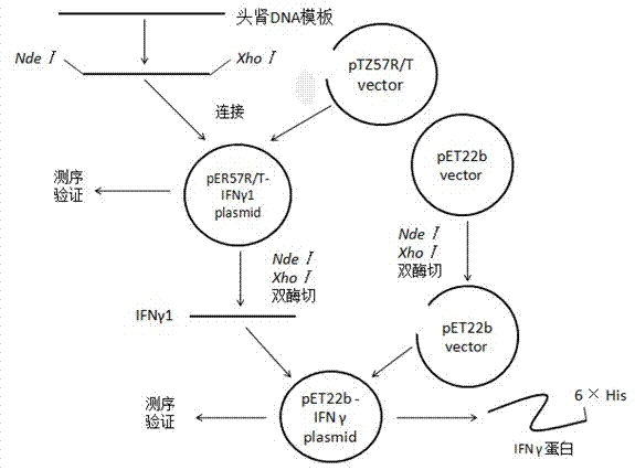 Epinephelus coioides interferon IFNgamma1 and preparation method and application thereof