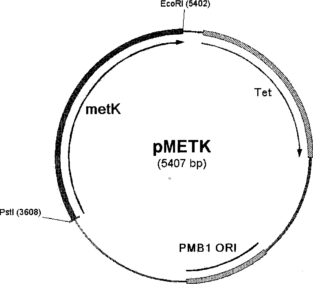 Recombinant escherichia coli for expression of adenomethionine synthetase