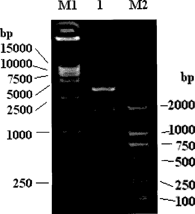 Recombinant escherichia coli for expression of adenomethionine synthetase