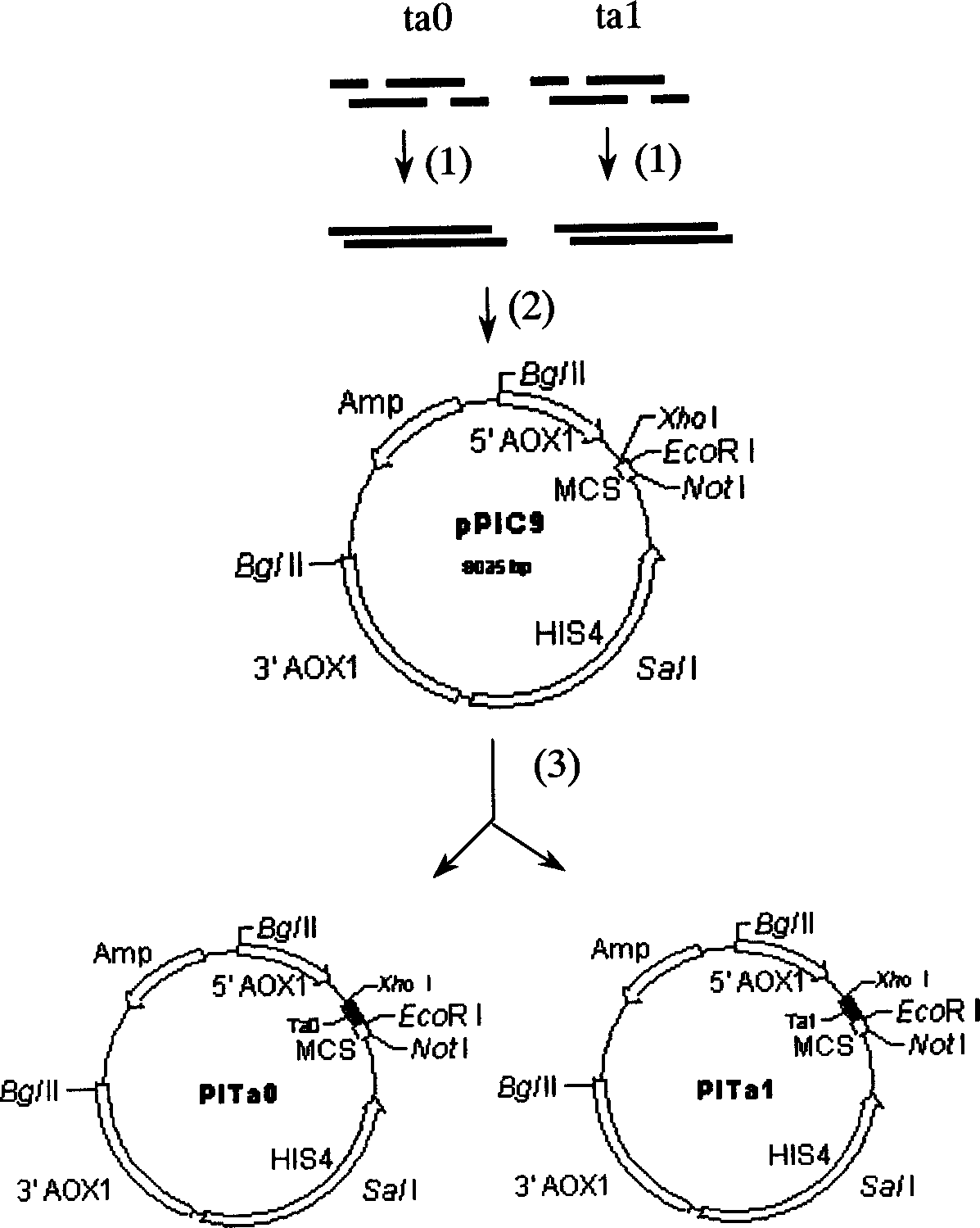 Method of improving king crab element gene with higher antibacterial activity and high effect expression