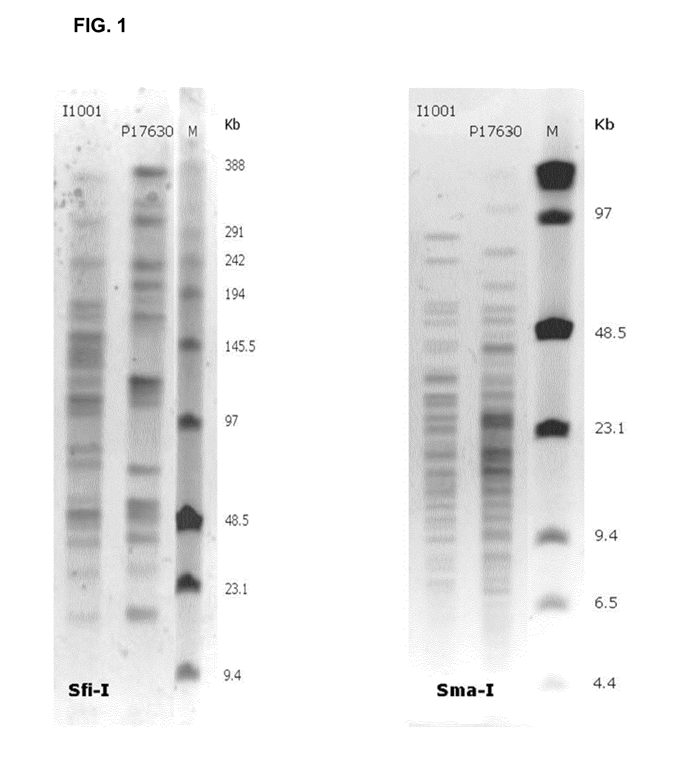 Strain of lactobacillus pentosus as probiotic