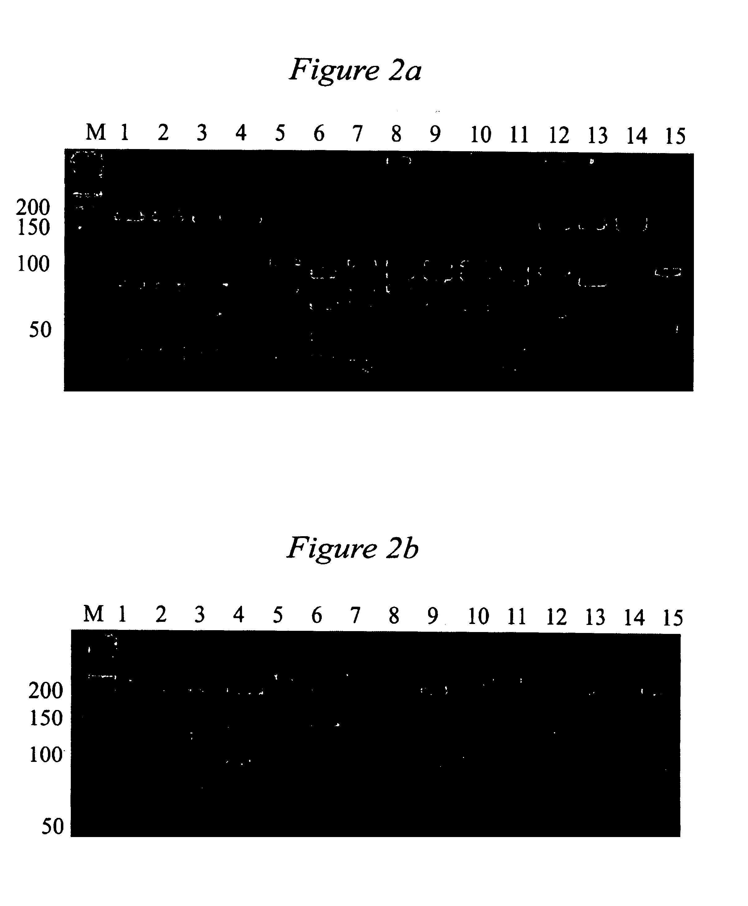 rpoB gene fragments and a method for the diagnosis and identification of Mycobacterium tuberculosis and non-tuberculosis Mycobacterial strains