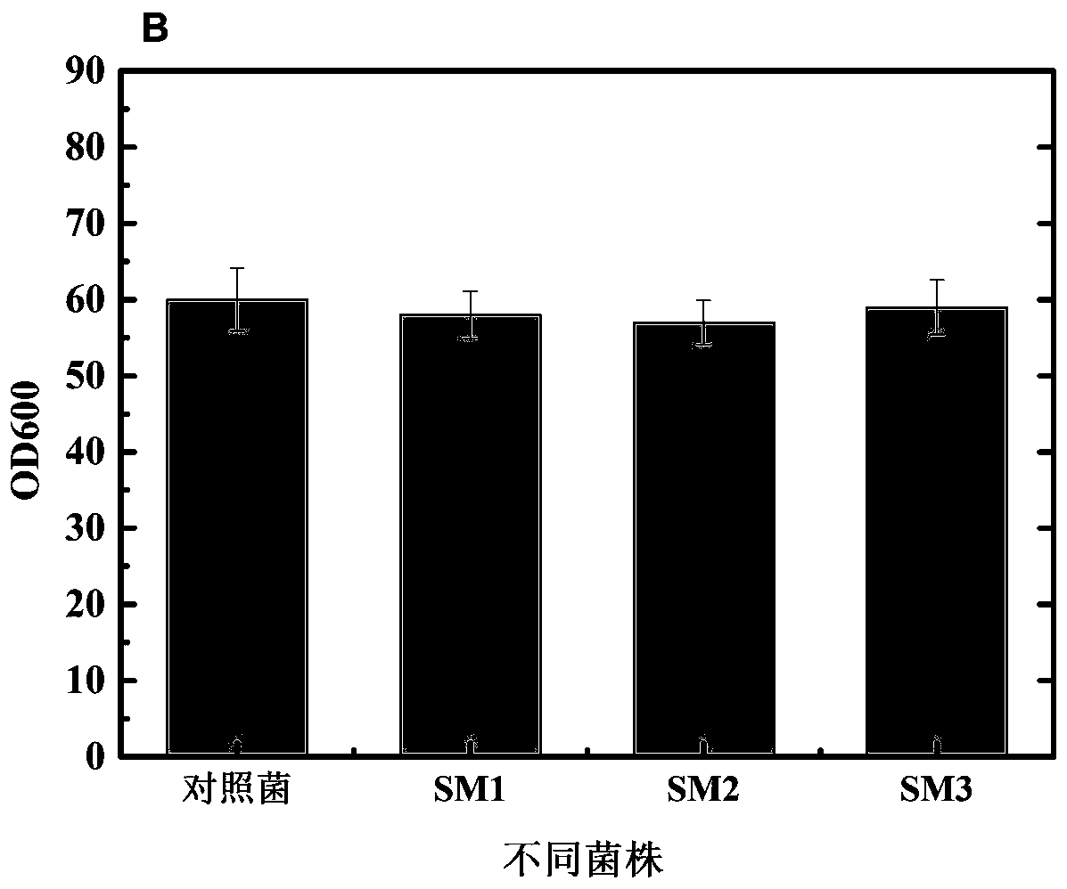 Methionine synthetase mutant, mutant gene and application of methionine synthetase mutant and mutant gene in preparation of vitamin B12