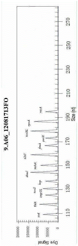 Vibrio shilonii multiple virulence factor GeXP rapid detection kit and detection method thereof