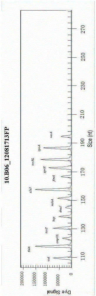 Vibrio shilonii multiple virulence factor GeXP rapid detection kit and detection method thereof