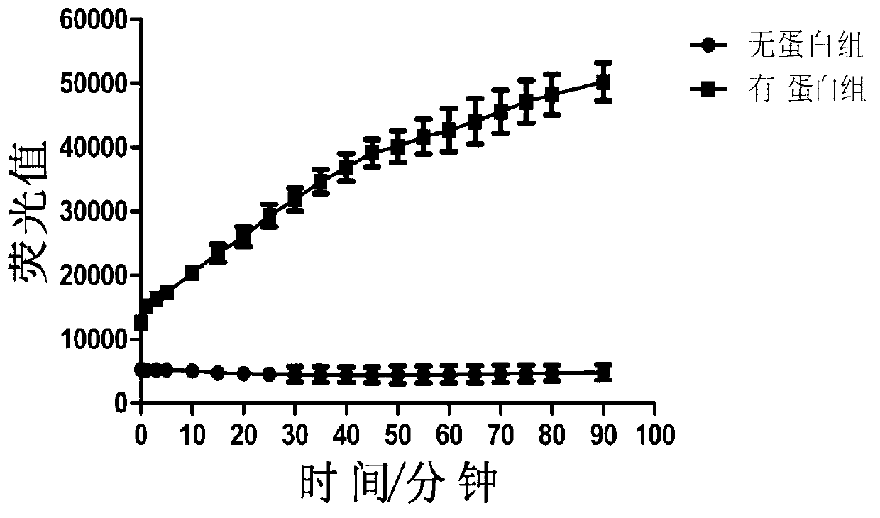 Establishing method for drug screening model of high-throughput Japanese encephalitis virus helicase inhibitor