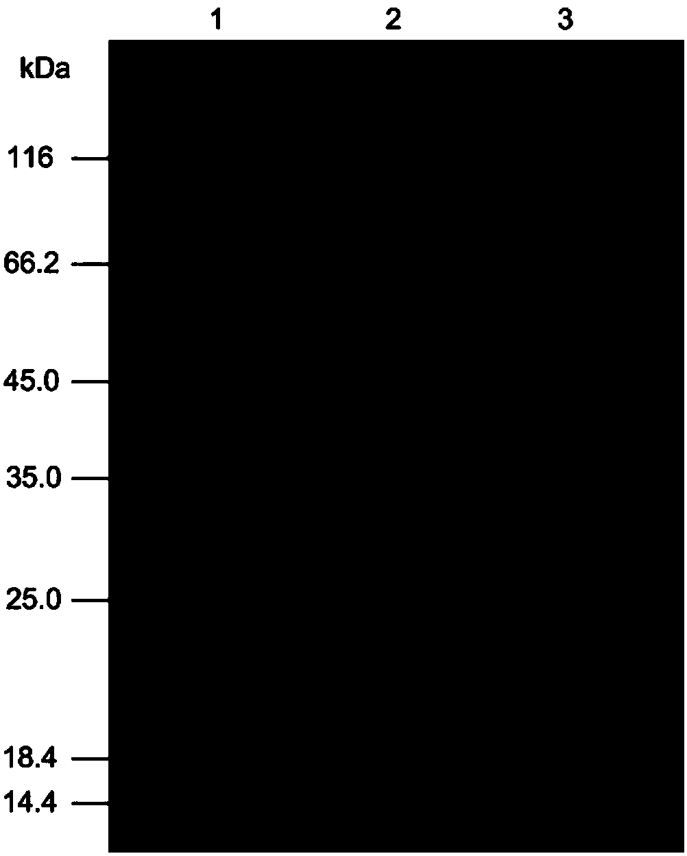 Coding gene of cis-form epoxy succinic acid hydrolase, polypeptides coded thereby and related applications