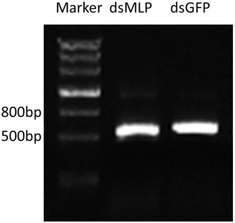 Brown planthopper N1MLP gene, encoded protein and application of brown planthopper NIMLP