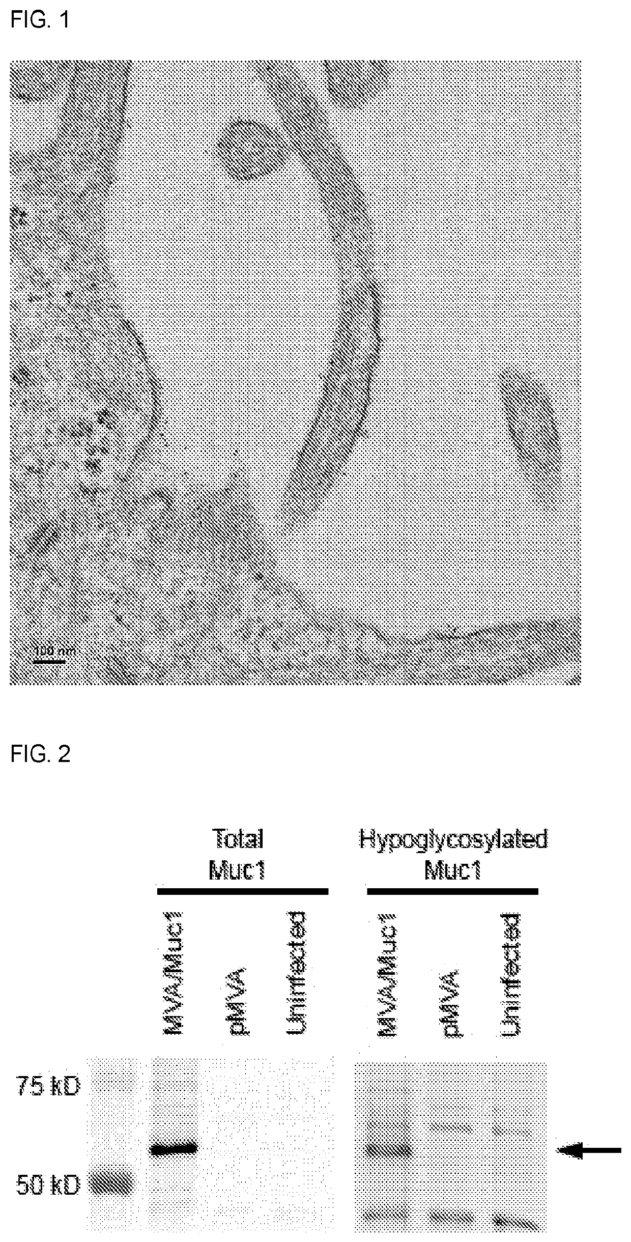 Immuno-Oncology Compositions and Methods for Use Thereof