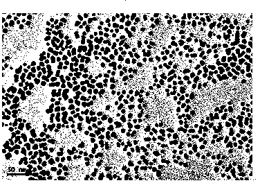 Method for reducing and preparing functionalized nano-silver based on polyphenol