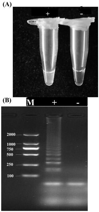 Loop-mediated amplification detection primer and detection method for potato early blight