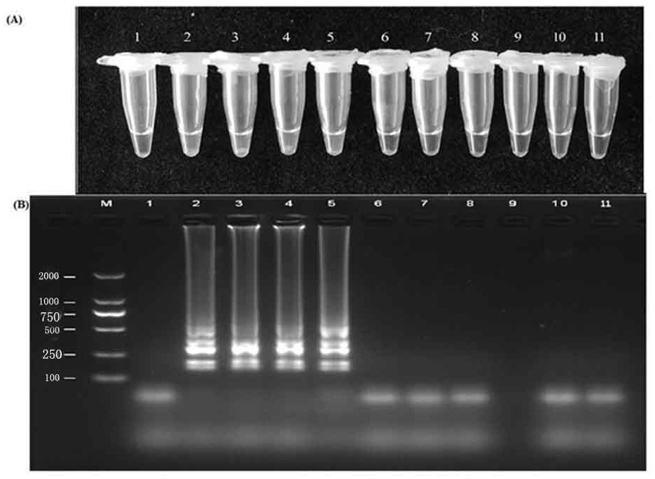 Loop-mediated amplification detection primer and detection method for potato early blight