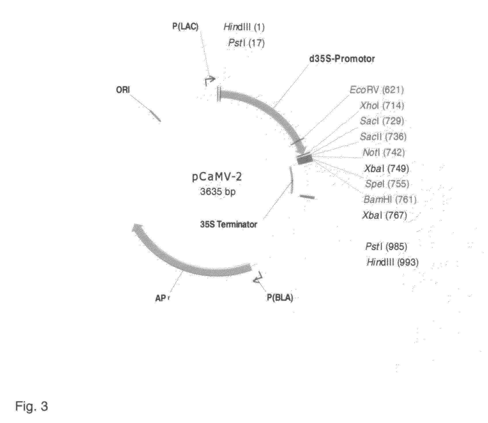 Isolated nucleic acids encoding autoactivated resistance proteins and uses thereof