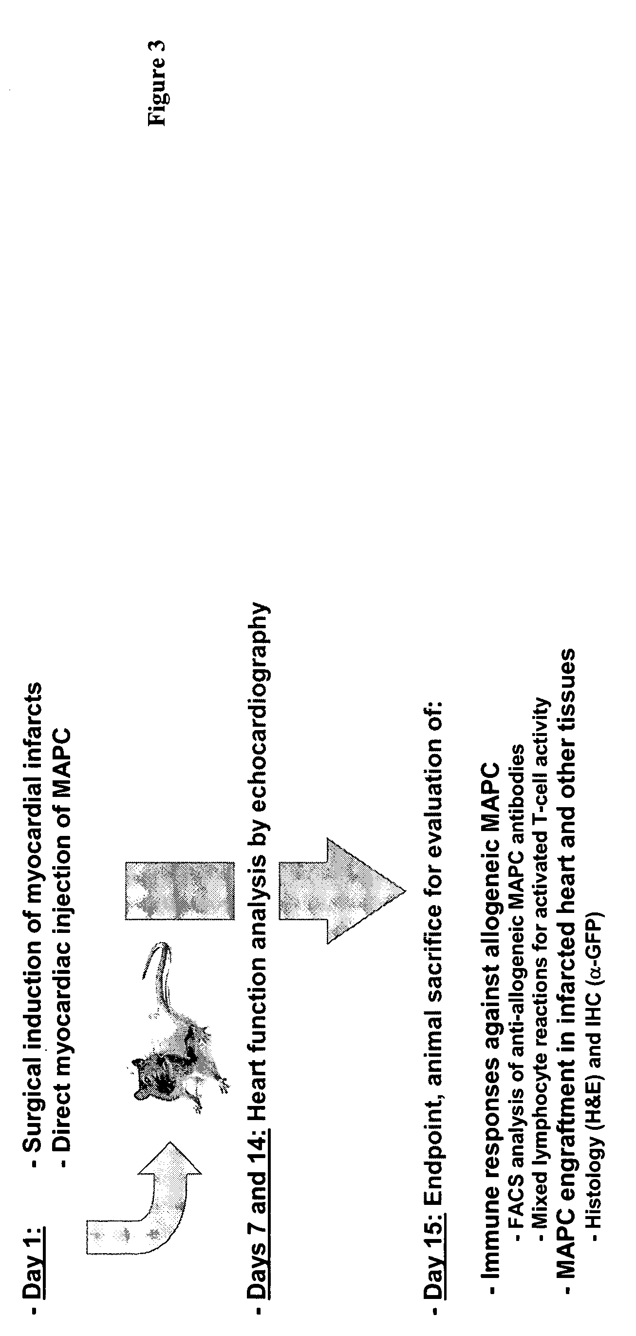 Use of multipotent adult stem cells in treatment of myocardial infarction and congestive heart failure