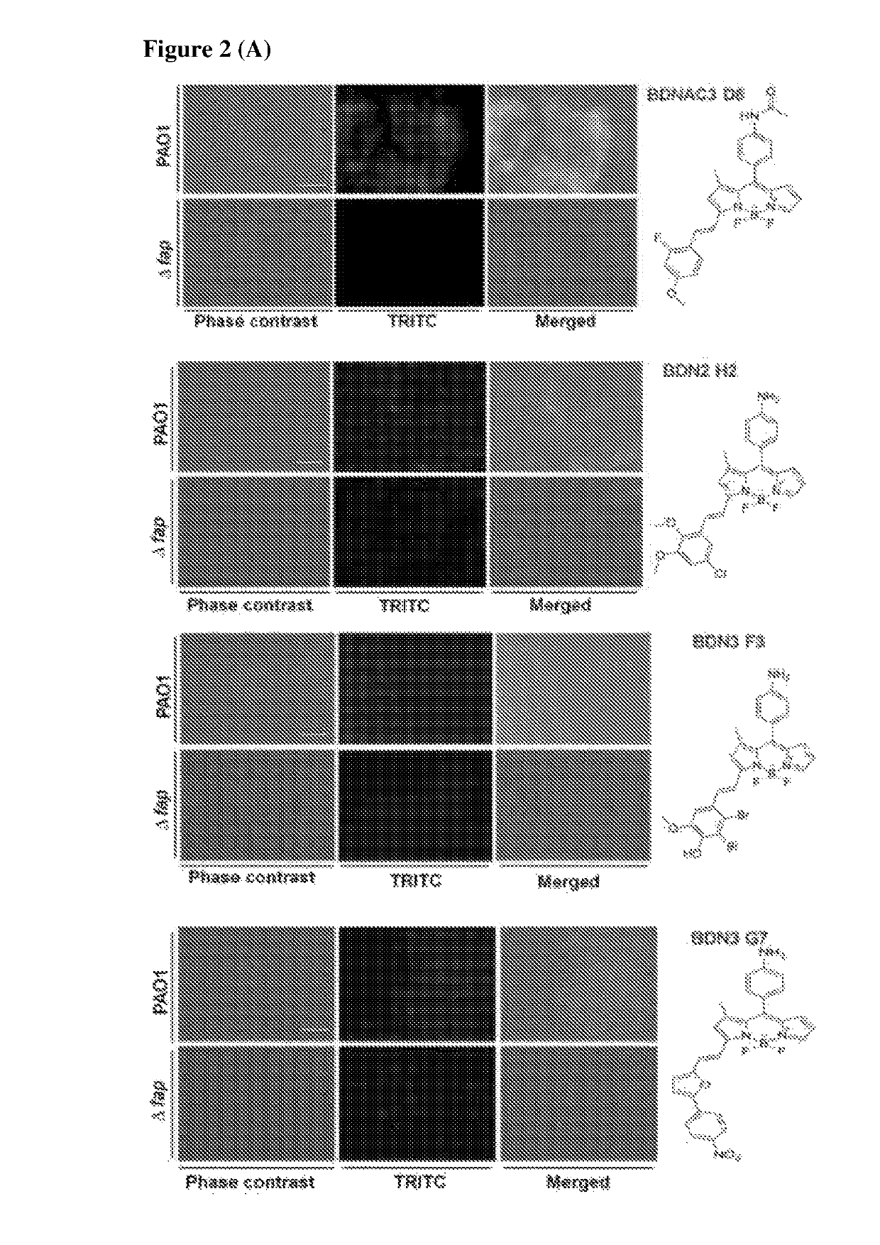 Chemical fluorescent probes for detecting biofilms