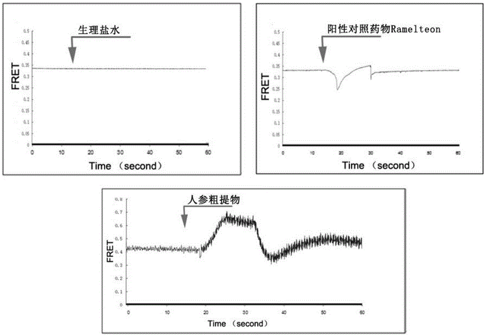 Active pharmaceutical ingredient screening method based on melatonin receptor 2 molecular probe