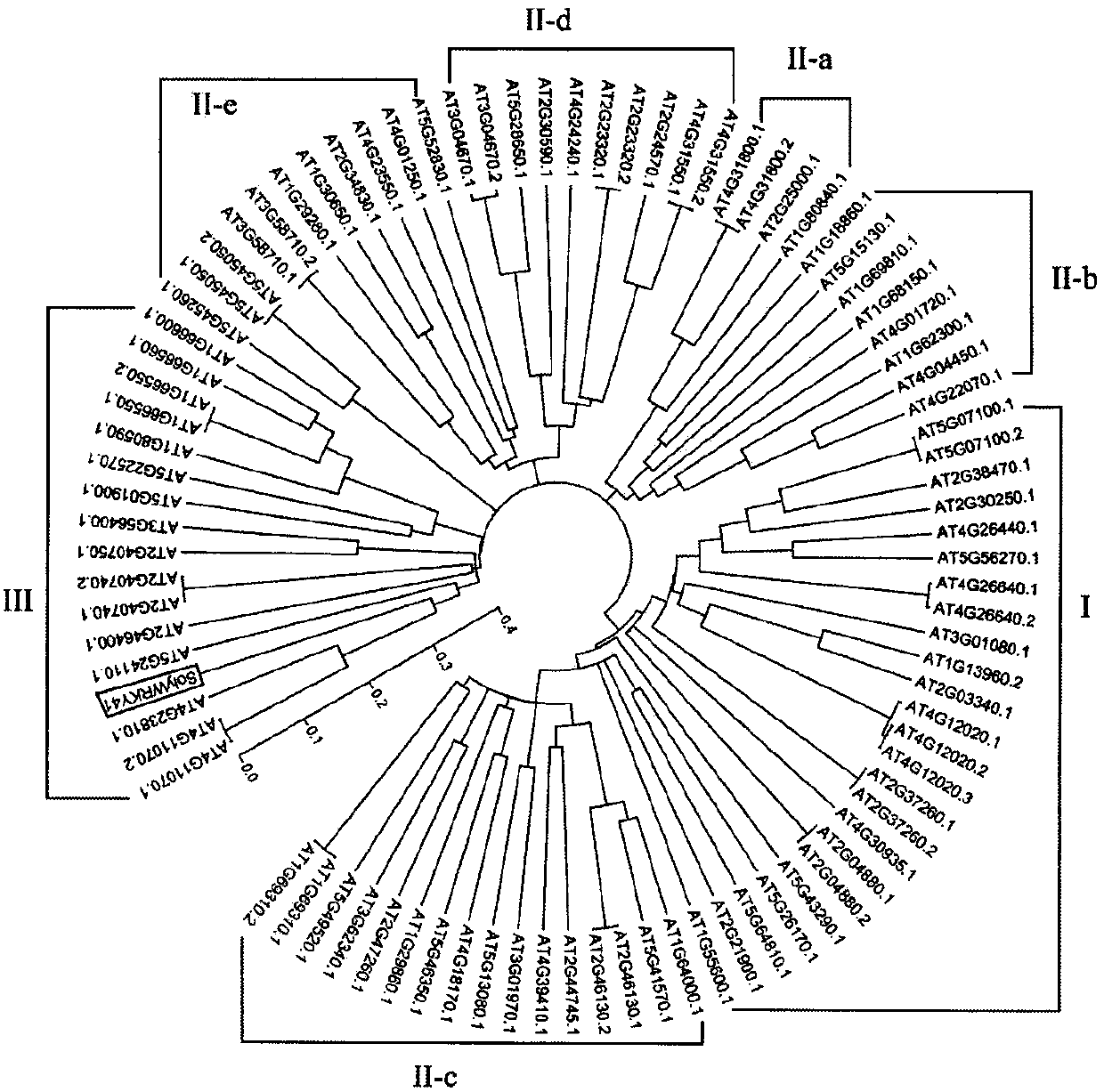 Functional analysis and application of SolyWRKY41 gene responding to tomato yellow leaf curl virus