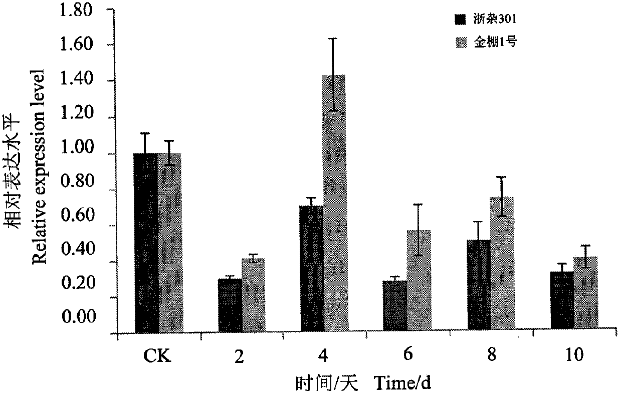 Functional analysis and application of SolyWRKY41 gene responding to tomato yellow leaf curl virus