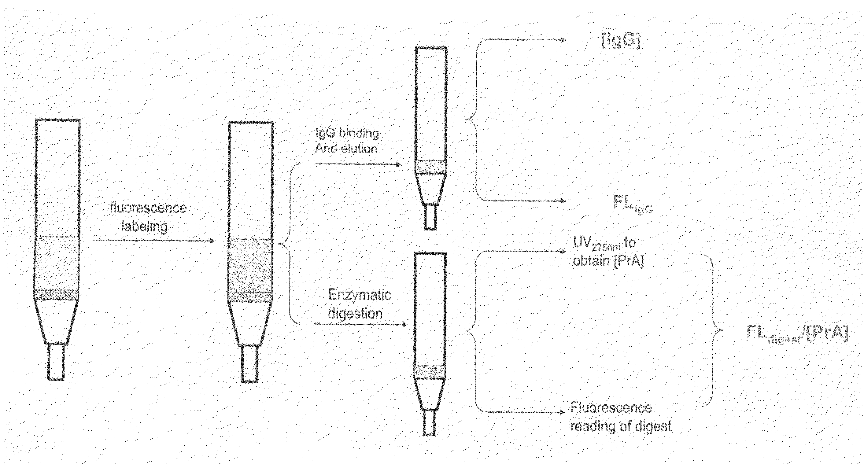 Methods for Quantifying Protein Leakage From Protein Based Affinity Chromatography Resins