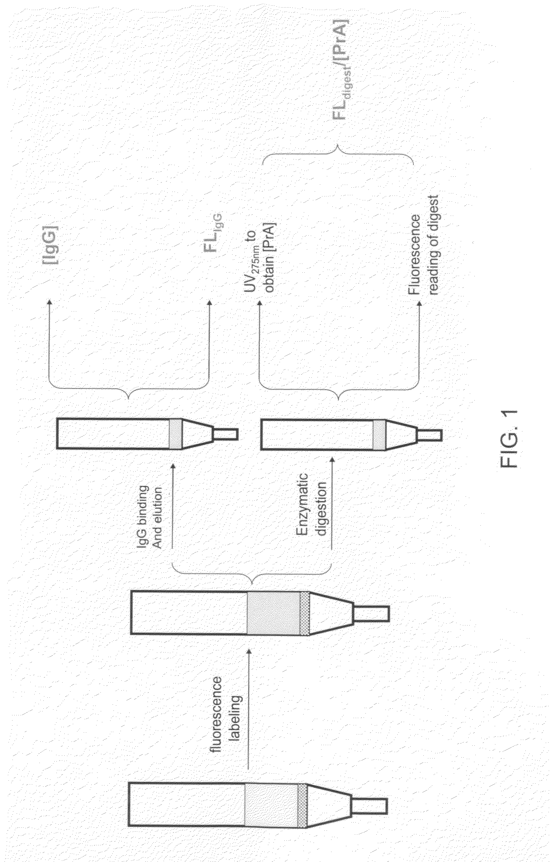 Methods for Quantifying Protein Leakage From Protein Based Affinity Chromatography Resins