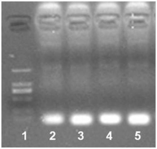 Method for detecting E6 or E7 nucleic acid of HPV16 or HPV18 virus based on RPA