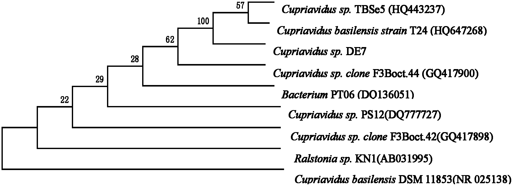 Ethinyl estradiol high-efficiency degrading strain and preparation method thereof