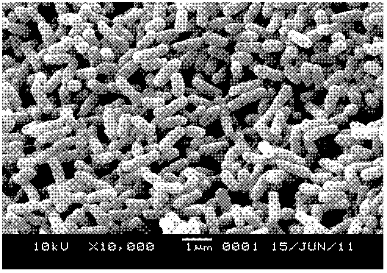 Ethinyl estradiol high-efficiency degrading strain and preparation method thereof