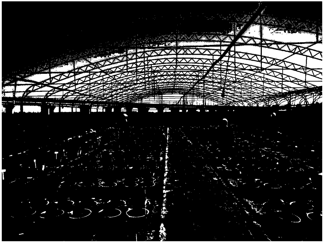 Method for high-efficiency potato cross breeding with florescence prolonging and fructification promoting