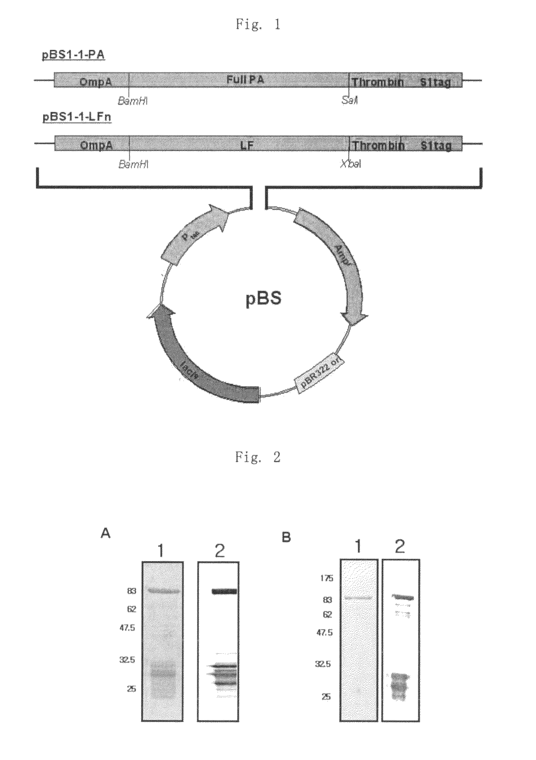 Monoclonal antibody specific to anthrax toxin