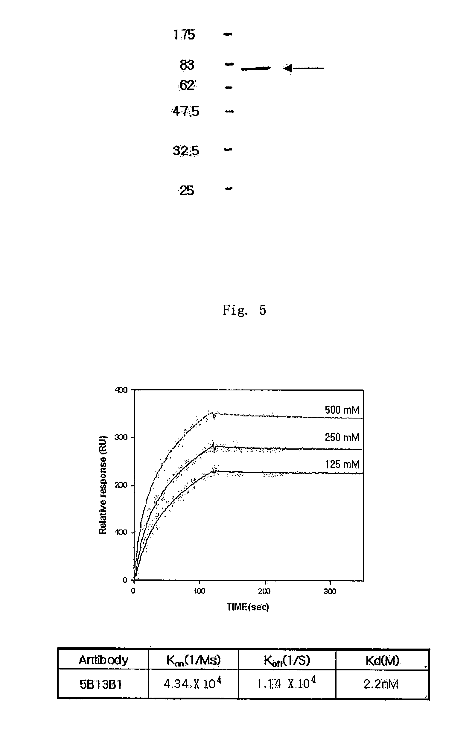 Monoclonal antibody specific to anthrax toxin