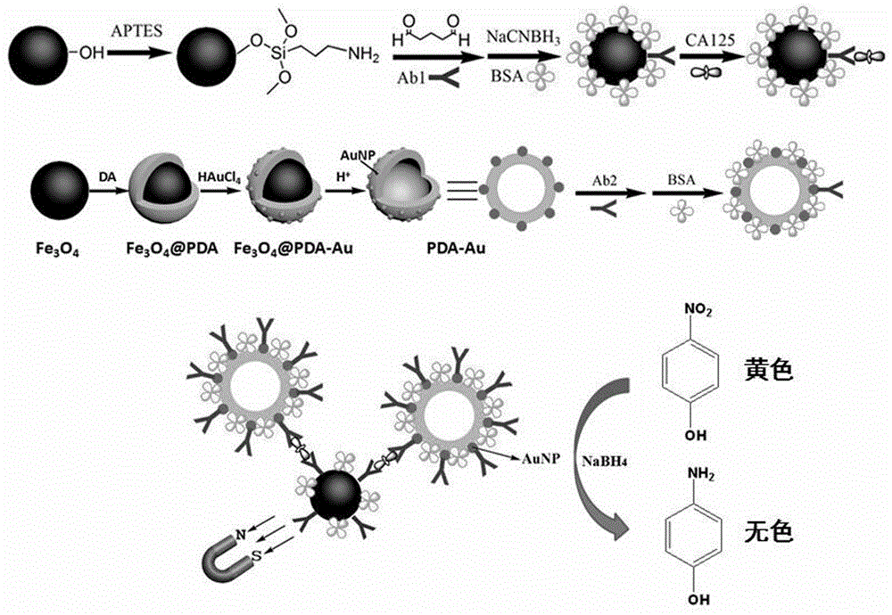 Preparation method and application of nanogold composite material immunosensor