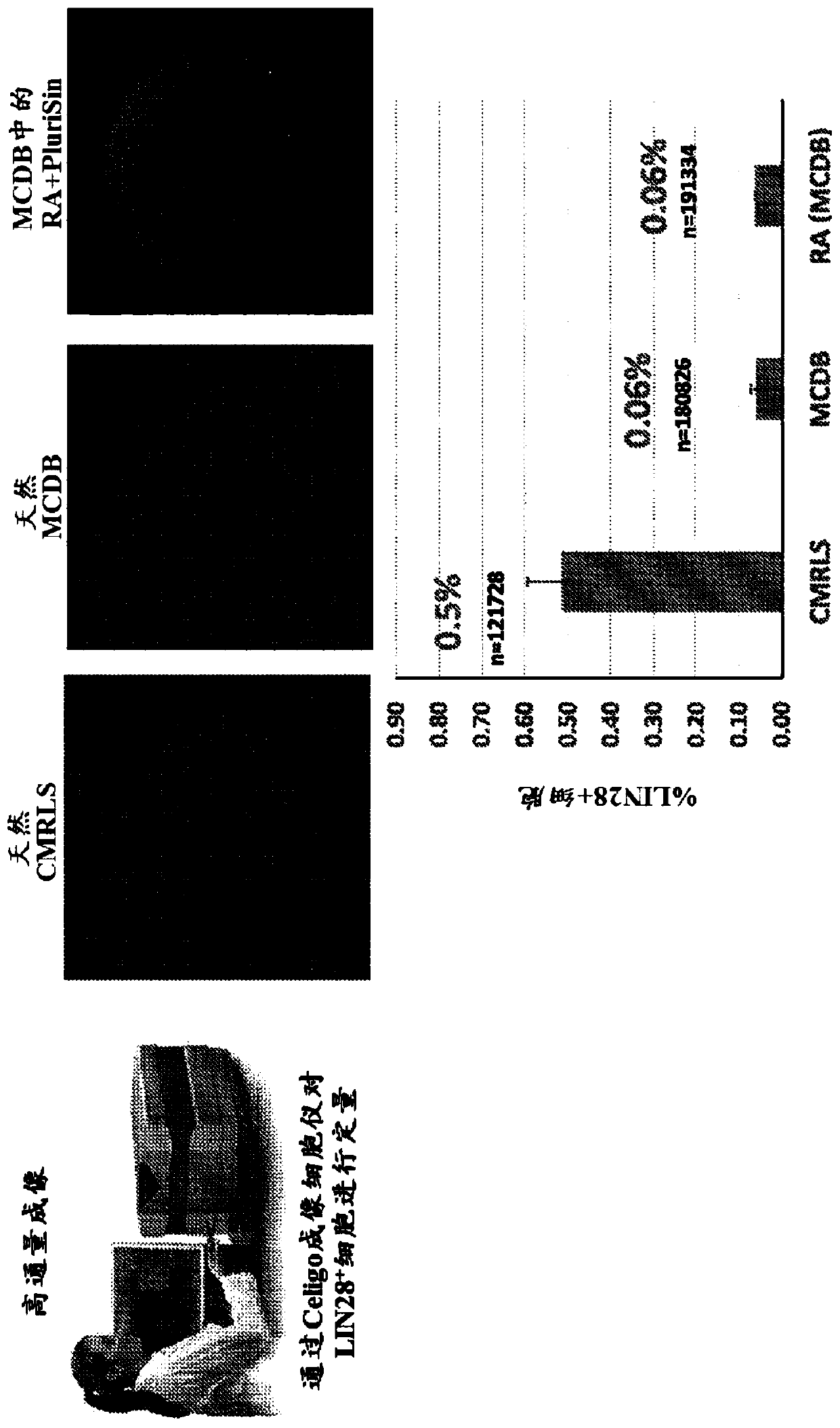 Re-aggregation of stem cell-derived pancreatic beta cells