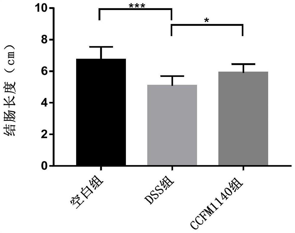 A strain of Lactobacillus rumen that can protect the intestinal barrier and its application