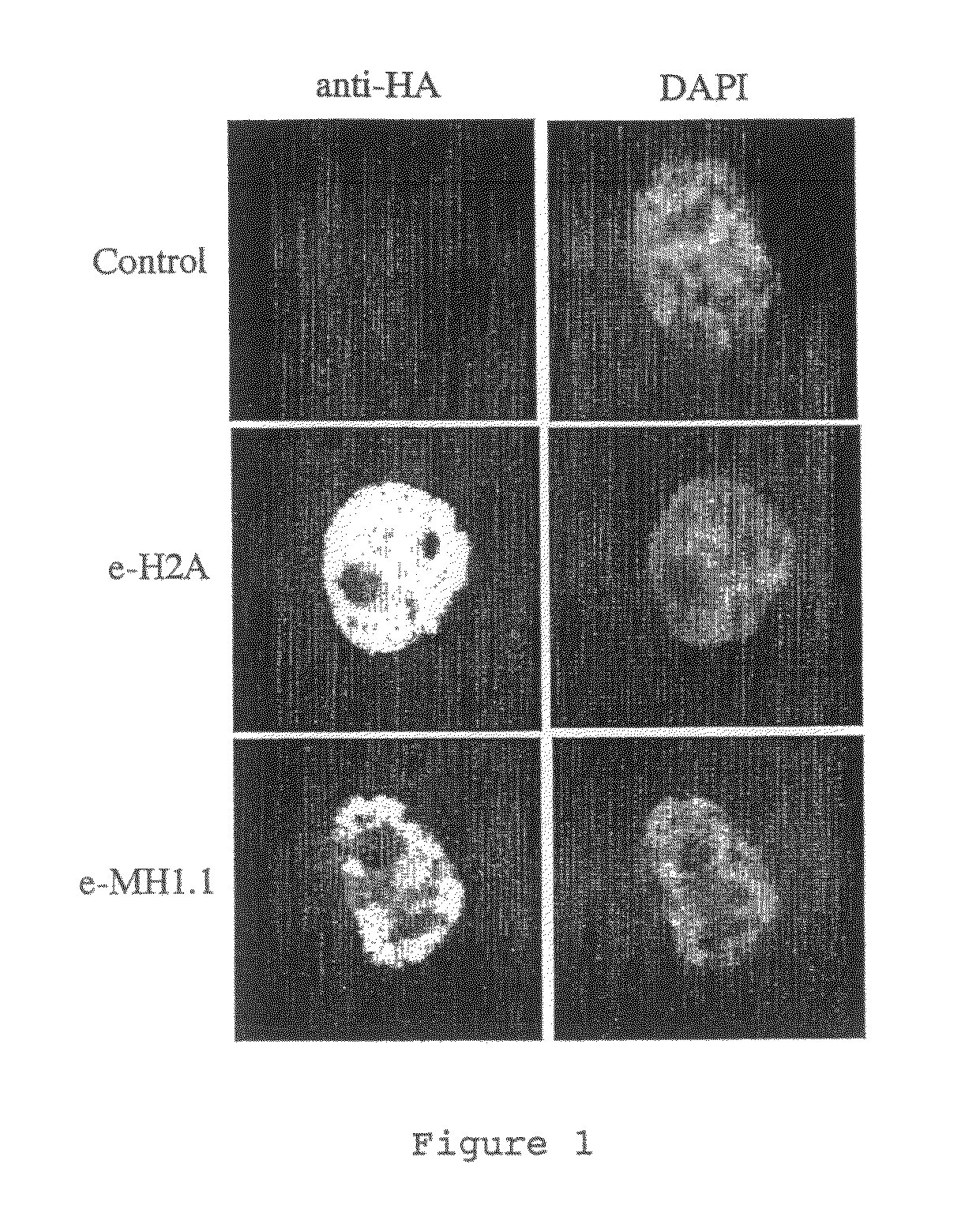 PARP inhibitors