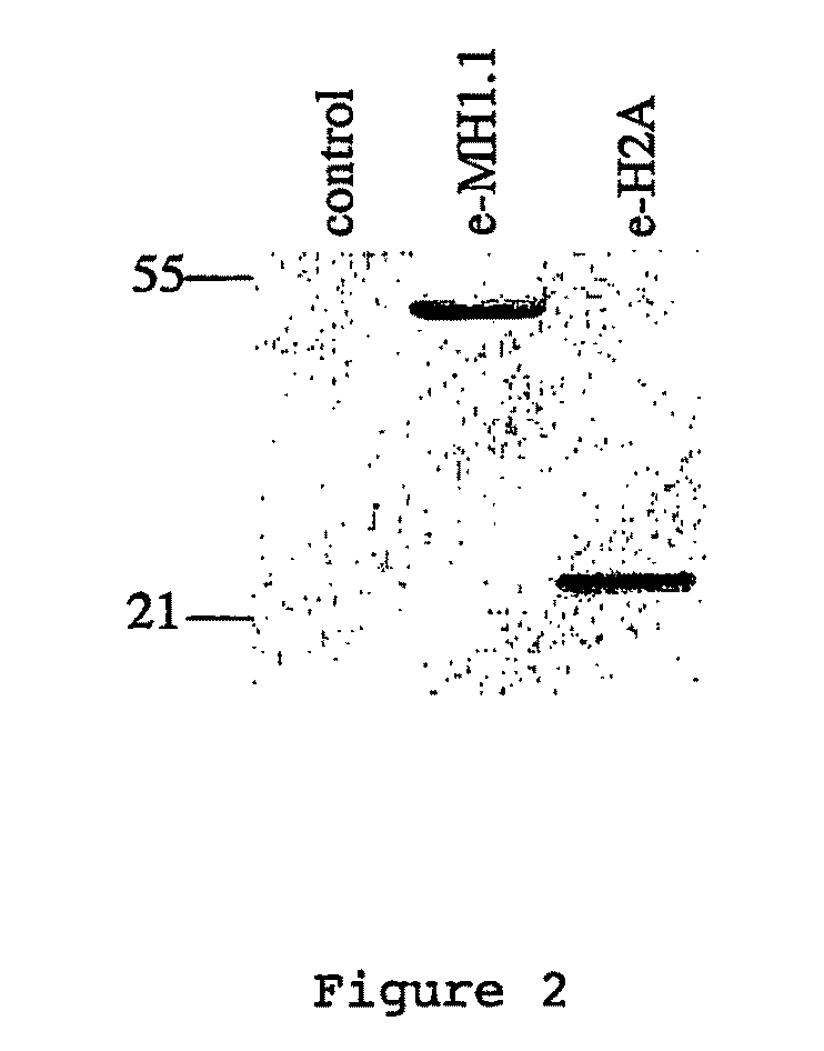 PARP inhibitors