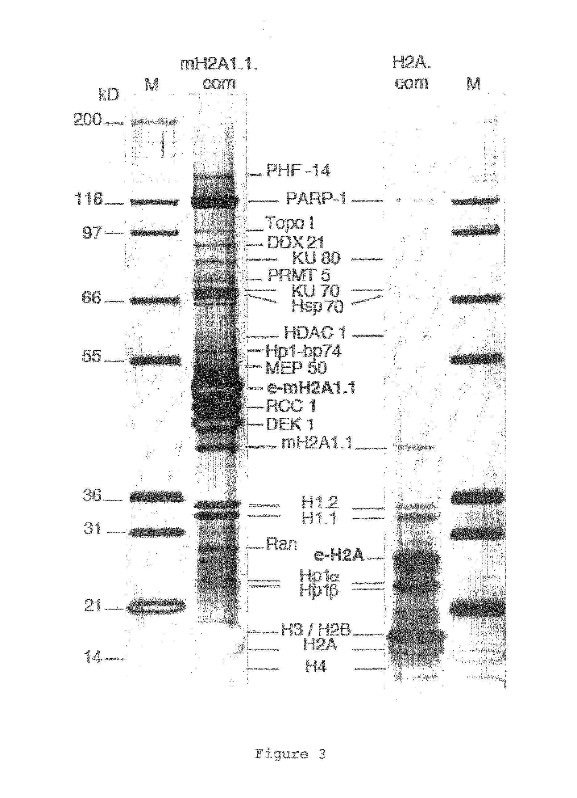 PARP inhibitors