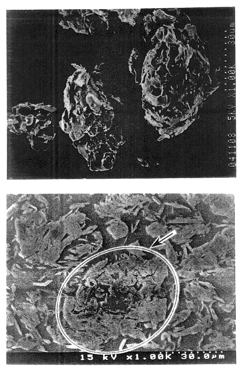 Graphite particles and lithium secondary battery using the same as negative electrode