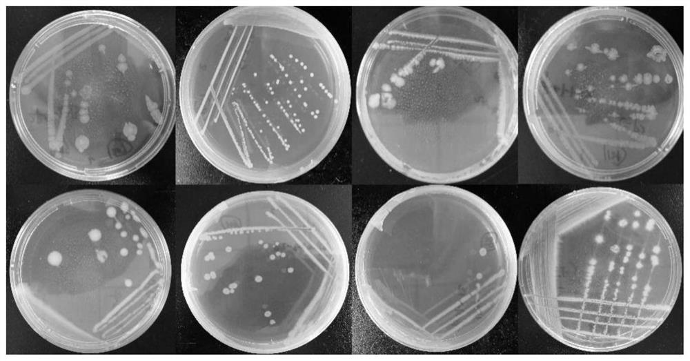 Growth-promoting synthetic flora for efficient colonization of tobacco root surface and screening method of growth-promoting synthetic flora