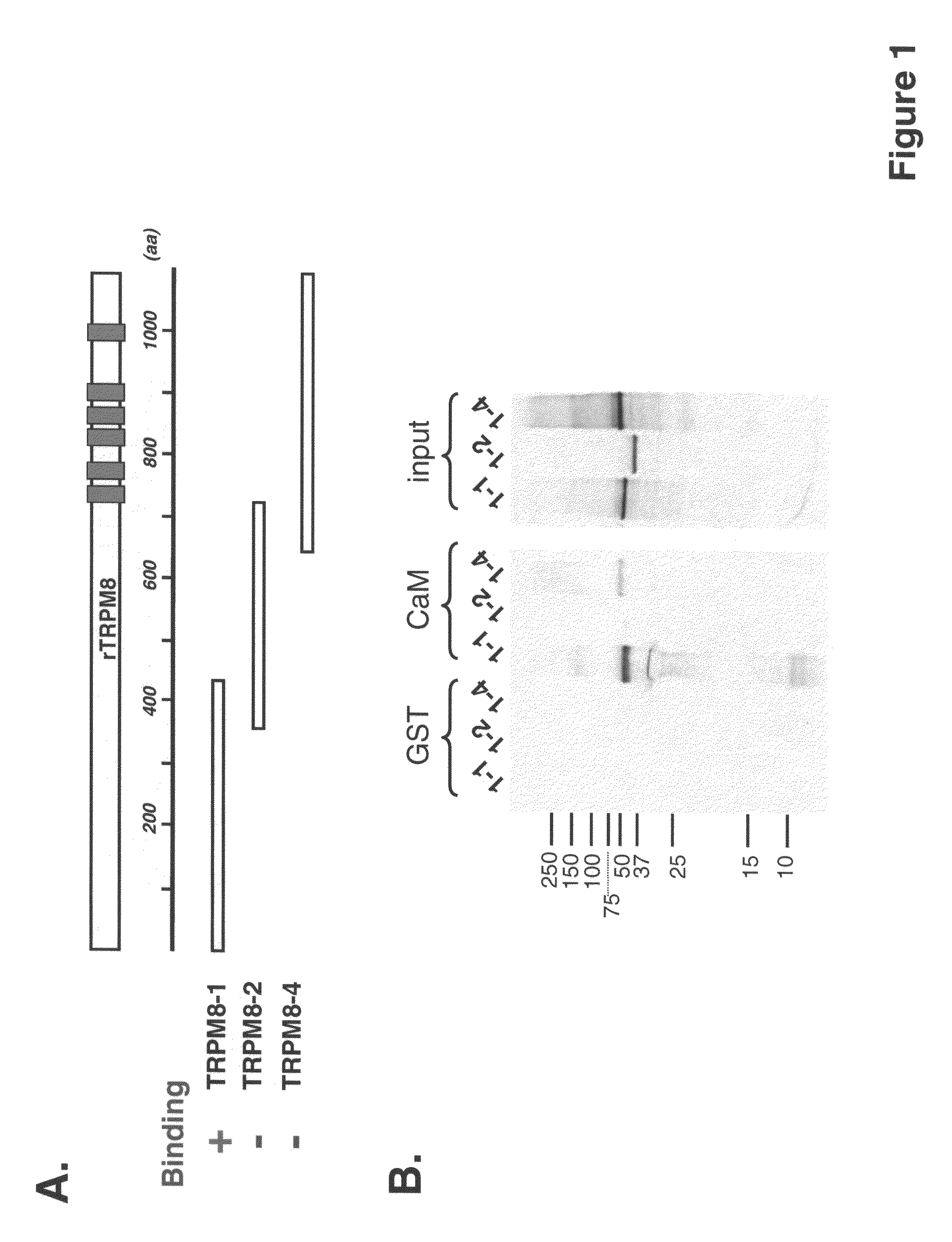 Polypeptide complex of TRPM8 and calmodulin and its uses thereof