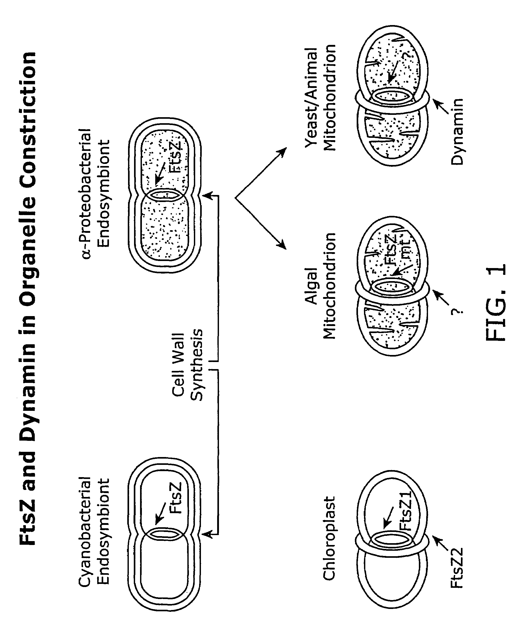 Compound combinations for inhibiting cell division and methods for their identification and use