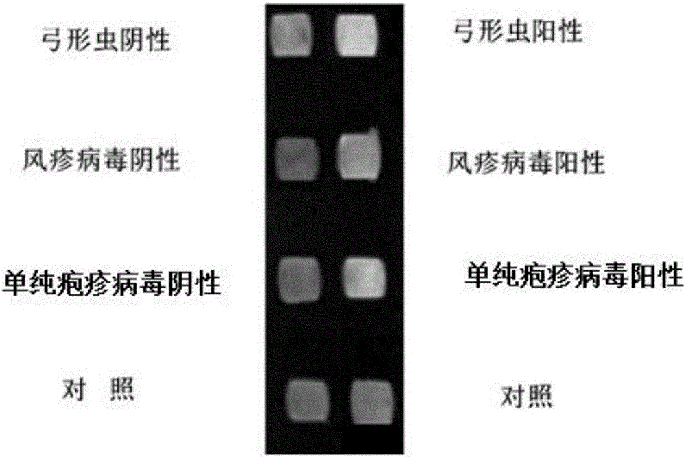 Novel method for identifying toxoplasma, rubella virus and herpes simplex virus at same time