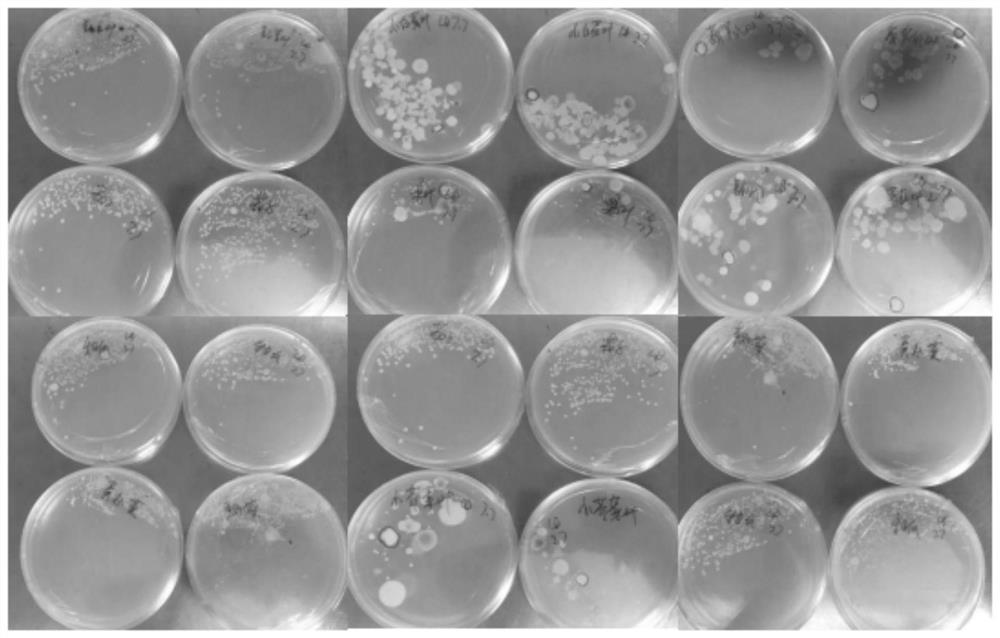 Bacillus amyloliquefaciens Yb-2 as well as separation method and application thereof